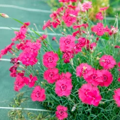 Œillet de la Pentecôte Bombardier - Un tapis rose parfumé