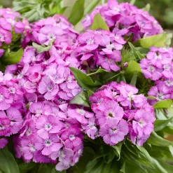 Œillet de poète Barbarini Pink - Un balcon rose tout l'été