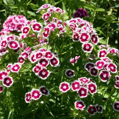 Œillet de poète Barbarini Purple Picotee - Fleurs bicolores et parfumées
