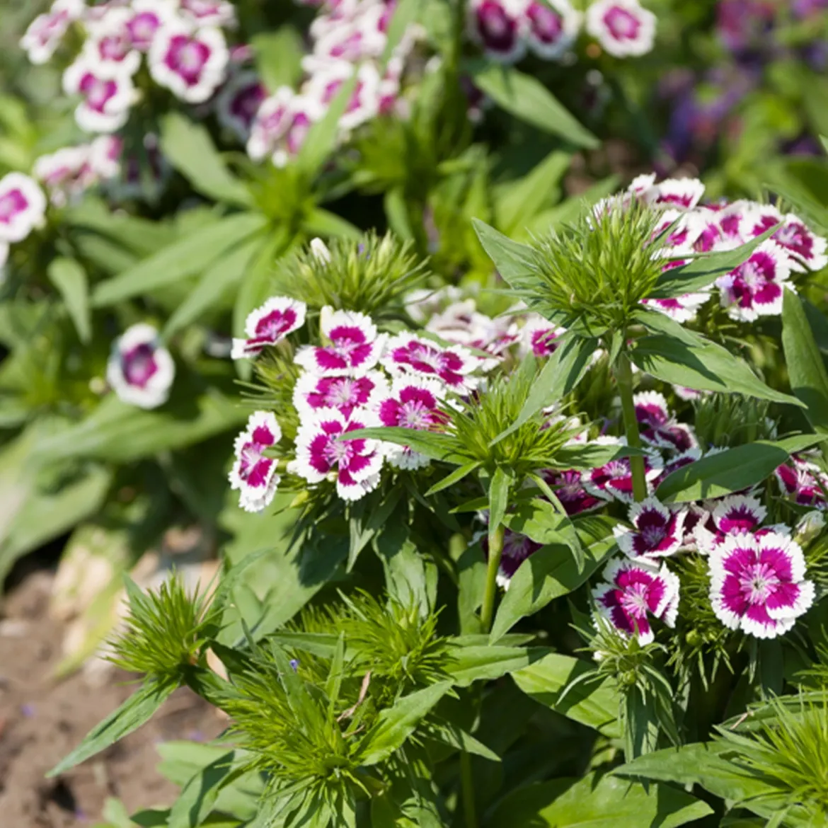Œillet de poète Barbarini Purple Picotee - Fleurs bicolores et parfumées