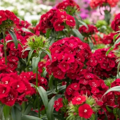 Œillet de poète Barbarini Red - Rouge intense dès l'été