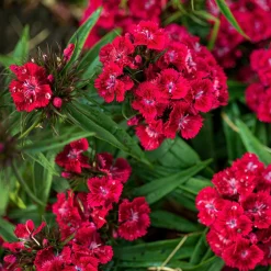 Œillet de poète Barbarini Red - Rouge intense dès l'été