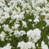 Œillet mignardise Albus Plenus - Le blanc double qui parfume