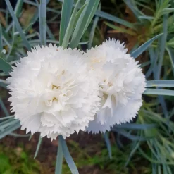Œillet mignardise Haytor White - Blanc parfumé tout l'été