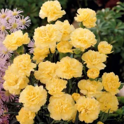 2 Œillets Grenadin Jaune - Jaune parfumé tout l'été