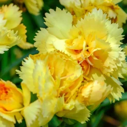2 Œillets Grenadin Jaune - Jaune parfumé tout l'été