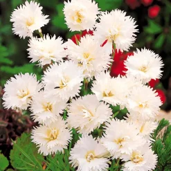 2 Œillets Grenadin White - Bouquets blancs tout l'été