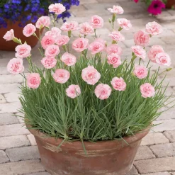 3 Œillets mignardise Doris - Un tapis rose parfumé