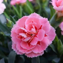 3 Œillets mignardise Doris - Un tapis rose parfumé