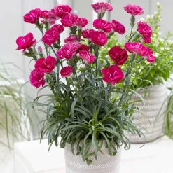 2 Œillets nains roses Fortuna - Coussin rose parfumé