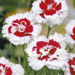 2 Œillets spiculifolius - Un coussin fleuri tout l'été