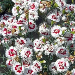 2 Œillets spiculifolius - Un coussin fleuri tout l'été