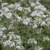 Immortelle d'argent Neuschnee - Des fleurs blanches qui durent