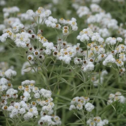 Immortelle d'argent Neuschnee - Des fleurs blanches qui durent