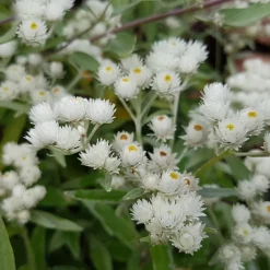 Immortelle d'argent Neuschnee - Des fleurs blanches qui durent