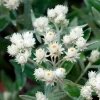 Immortelle de l'Himalaya Silberregen - Des bouquets qui durent