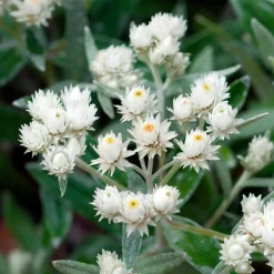 Immortelle de l'Himalaya Silberregen - Des bouquets qui durent