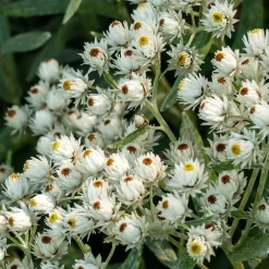 Immortelle de l'Himalaya Sommerschnee - Fleurs blanches tout l'été