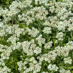 Immortelle de l'Himalaya Sommerschnee - Fleurs blanches tout l'été