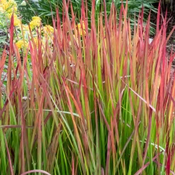 Imperatas Red Baron - Le feuillage qui devient rouge feu