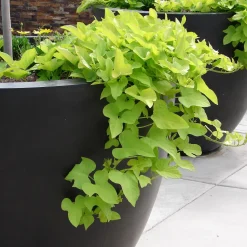 Ipomée batata verte - Un feuillage vert qui déborde