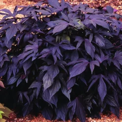 3 Ipomées Sweet Caroline Purple - Cascade pourpre en quelques jours