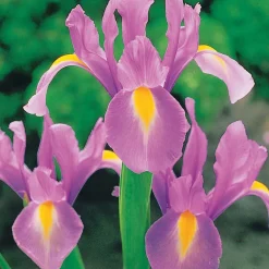 40 Iris de Hollande colorés en mélange - Un arc-en-ciel au jardin