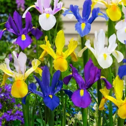 50 Iris de Hollande en mélange - Un bouquet coloré au jardin