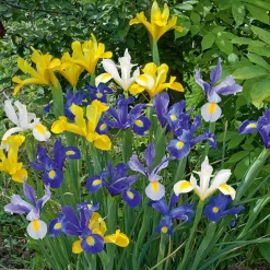 50 Iris de Hollande en mélange - Un bouquet coloré au jardin