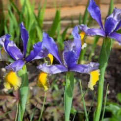 10 Iris de Hollande Frans Hals - Le bleu qui illumine