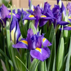 Iris de Hollande Purple Sensation - Le violet chic au jardin
