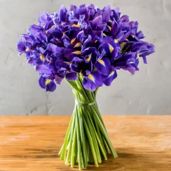 Iris de Hollande Purple Sensation - Le violet chic au jardin