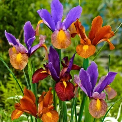 40 Iris de Hollande Tiger en mélange - Des iris veinés, effet waouh