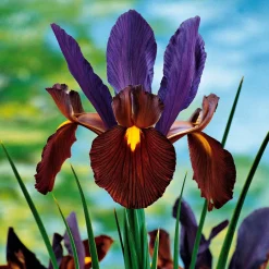 10 Iris de Hollande Tiger Eyes - Un bronze rare au jardin
