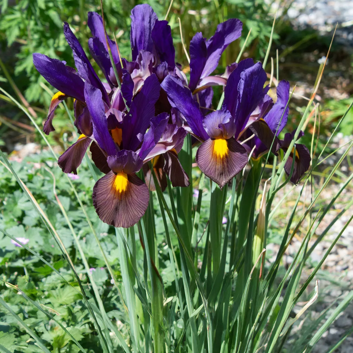 10 Iris de Hollande Tiger Eyes - Un bronze rare au jardin