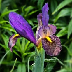 10 Iris de Hollande Tiger Eyes - Un bronze rare au jardin