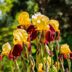 Iris de jardin Accent Variegata - Feuillage rayé, fleur jaune