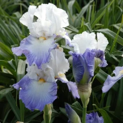 Iris de jardin Alizés - Des couleurs sans effort