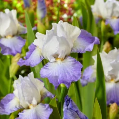 Iris de jardin Alizés - Des couleurs sans effort