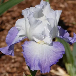 Iris de jardin Alizés - Des couleurs sans effort
