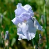 Iris de jardin Blue Sapphire - Bleu ciel, zéro effort