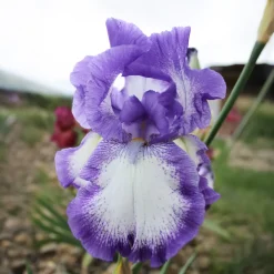 2 Iris de jardin Bordure - Le violet qui fait la déco