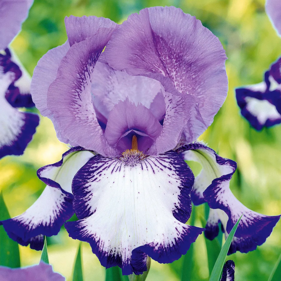 2 Iris de jardin Bordure - Le violet qui fait la déco