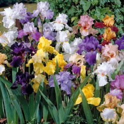 5 Iris de jardin en mélange - Un arc-en-ciel au jardin