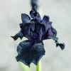 2 Iris de jardin Etude en Noir - Le noir qui capte tous les regards