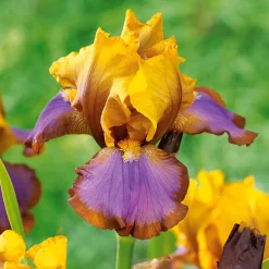 2 Iris de jardin Lasso marron - Deux tons rares au jardin