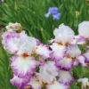 2 Iris de jardin Poésie - Des fleurs parfumées sans effort