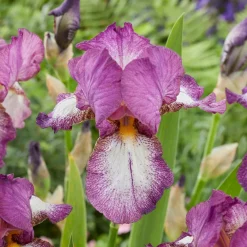 3 Iris de jardin remontant Autumn Encore - Deux floraisons chaque année
