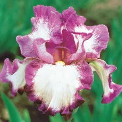 3 Iris de jardin remontant Autumn Encore - Deux floraisons chaque année