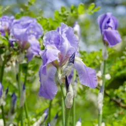 3 Iris de jardin remontant Lovely again - Deux floraisons dans l'année